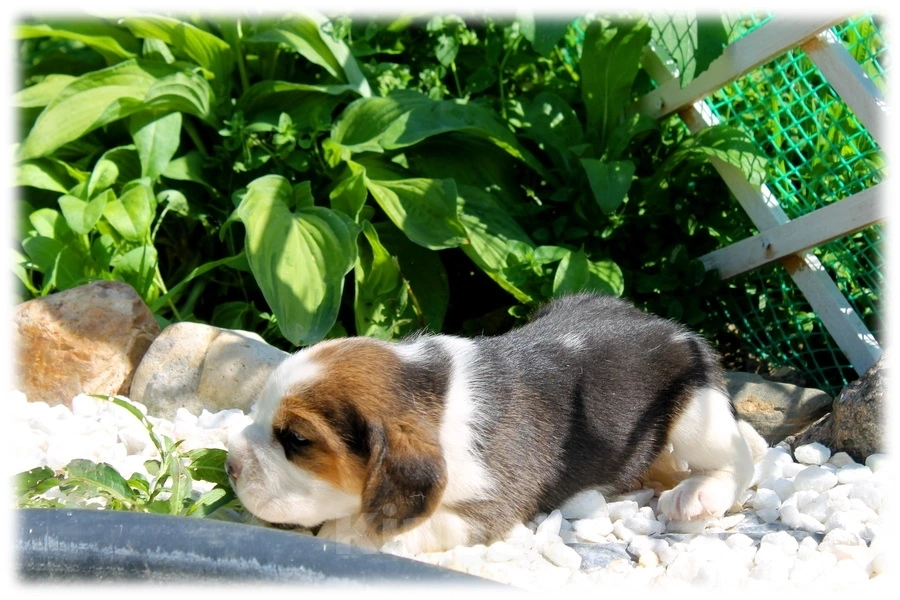 Собаки в Истре: Девочки и мальчики Девочка, 50 000 руб. - фото 4