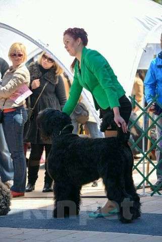 Собаки в Апшеронске: Русский Черный Терьер Вязка  Мальчик, Бесплатно - фото 3