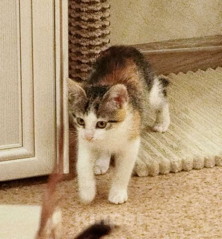 Кошки в Санкт-Петербурге: Котенок девочка  Девочка, Бесплатно - фото 2