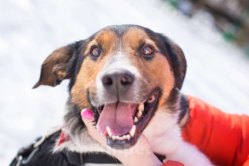 Собаки в Москве: Ньюша ищет дом Мальчик, Бесплатно - фото 5