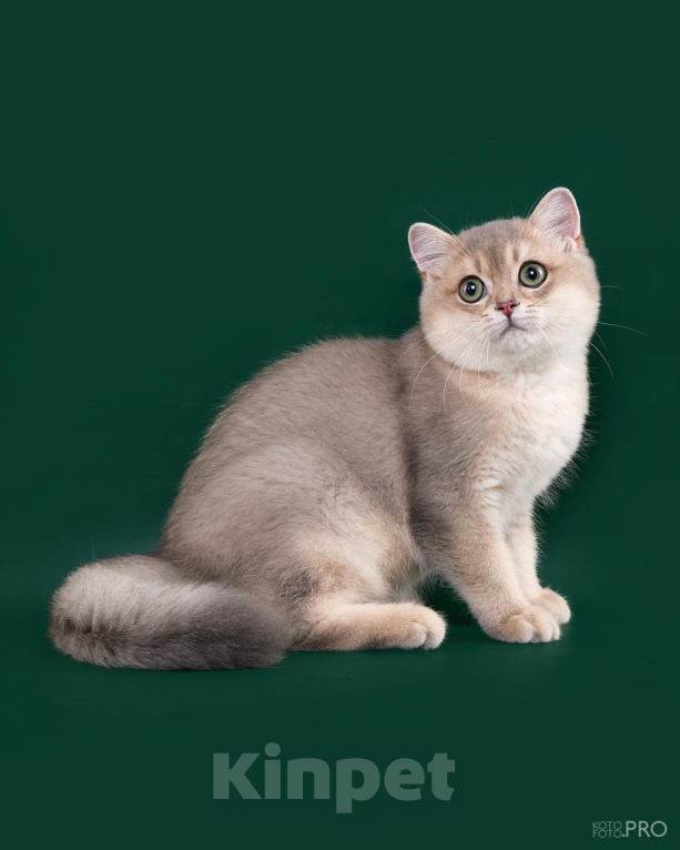 Кошки в Новосибирске: Британский котенок Мальчик, 50 000 руб. - фото 2