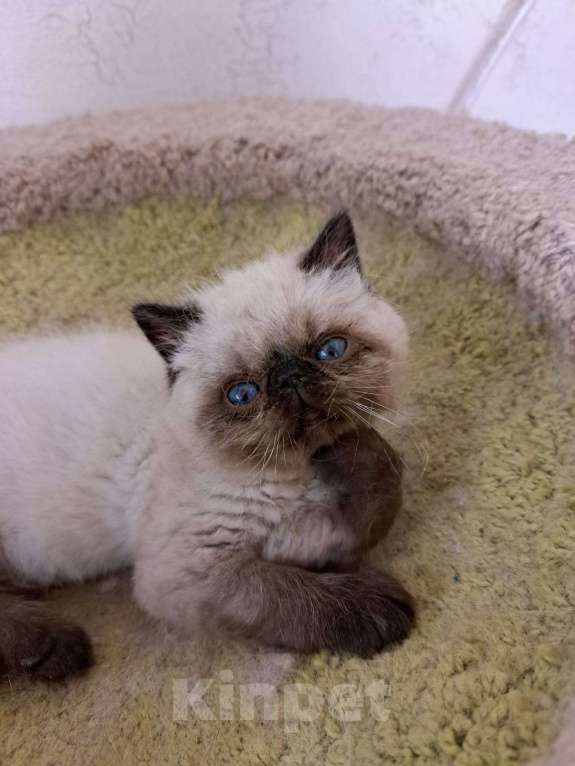 Кошки в Нижнем Новгороде: Котята персидской породы Мальчик, Бесплатно - фото 1