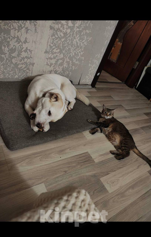 Собаки в Москве: Метис Лабродора и Джек Рассела Мальчик, Бесплатно - фото 2