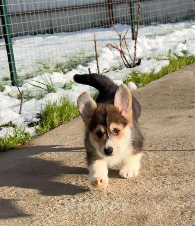 Собаки в Москве: Коржики  Мальчик, Бесплатно - фото 8