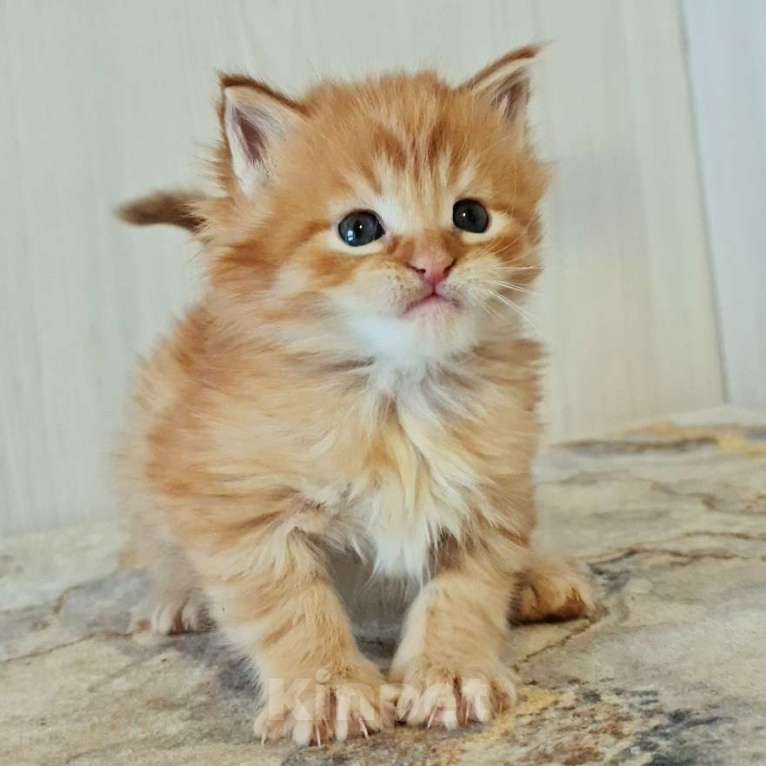 Кошки в других городах Ярославской области: Котята Мейн кун Мальчик, Бесплатно - фото 1