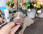 Собаки в Краснодаре: Мальчики американского булли  Мальчик, 100 000 руб. - фото 5