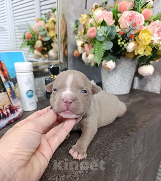 Собаки в Краснодаре: Мальчики американского булли  Мальчик, 100 000 руб. - фото 5