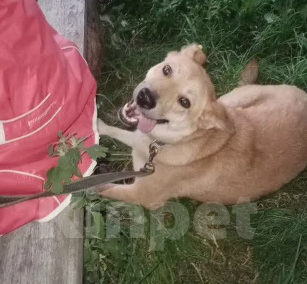 Собаки в Москве: Собака Рыжка ищет  дом Девочка, Бесплатно - фото 4