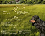 Собаки в Москве: Русский охотничий  спаниэль ,щенок Рос Мальчик, 50 000 руб. - фото 10