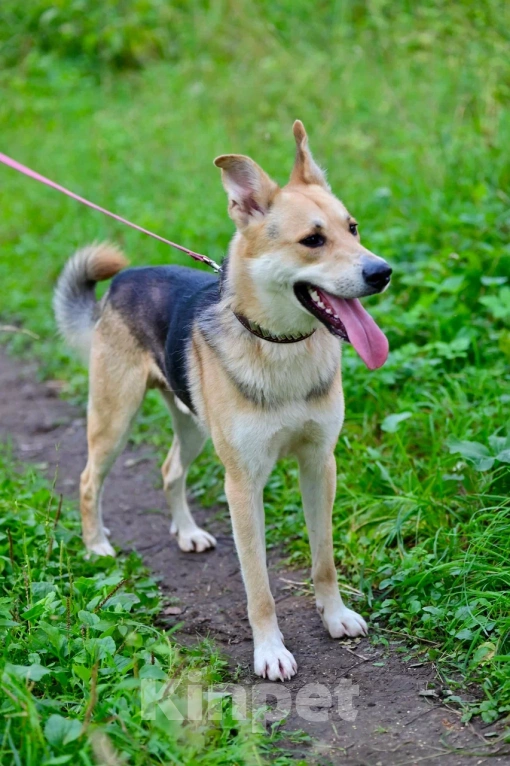 Собаки в Красногорске: Подросток Грей мечтает стать домашним любимцем  Мальчик, Бесплатно - фото 4