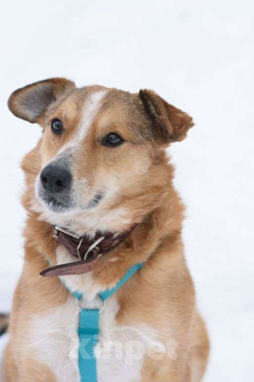 Собаки в Москве: Фокс Мальчик, Бесплатно - фото 2