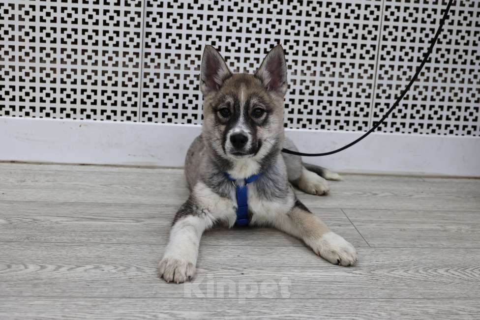 Собаки в Москве: Щенки бесплатно в Москве Девочка, Бесплатно - фото 5