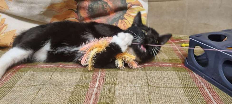 Кошки в Москве: Котенок Фи-фи Девочка, Бесплатно - фото 3