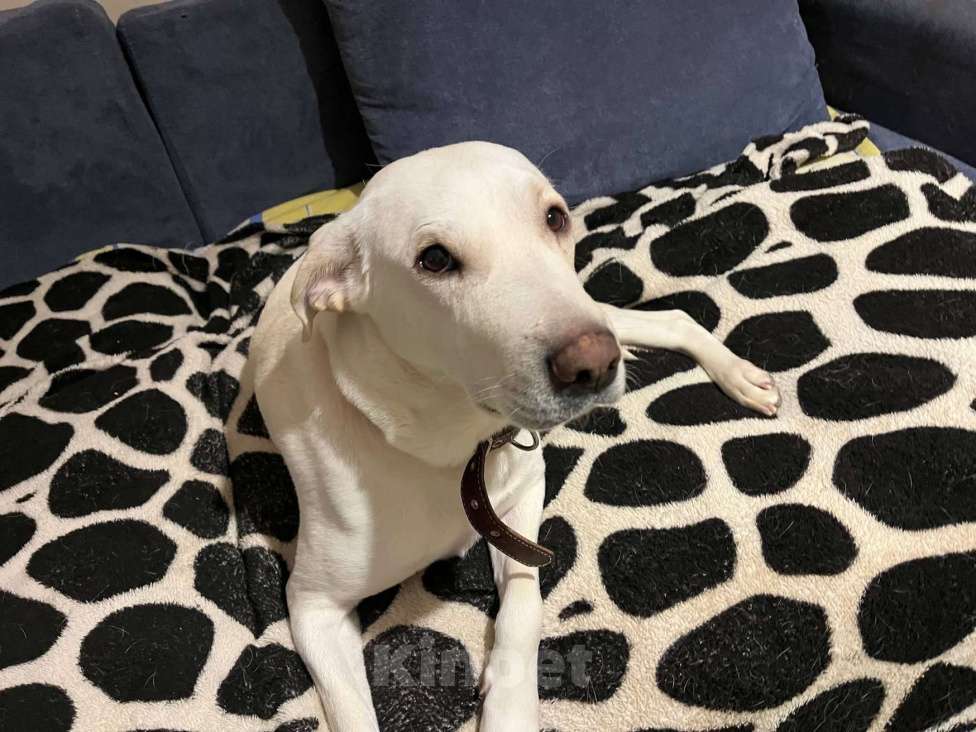 Собаки в Москве: Белый обтянутый кожей скелет Бемби Девочка, 10 руб. - фото 6