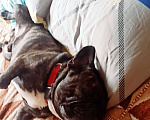 Собаки в Керчи: Потерялся французский бульдог Мальчик, 20 000 руб. - фото 3