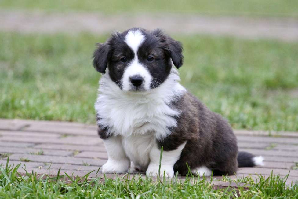 Собаки в Москве: Вельш корги кардиган Девочка, 40 000 руб. - фото 1