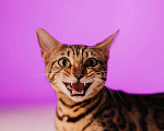 Кошки в Новороссийске: Котята породы Бенгальская кошка, 25 000 руб. - фото 1