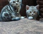 Кошки в Кулебаках: Мальчики и девочки Мальчик, 6 000 руб. - фото 2