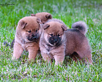 Собаки в Москве: Продаются щенки сиба ину от родителей чемпионов Мальчик, 80 000 руб. - фото 8