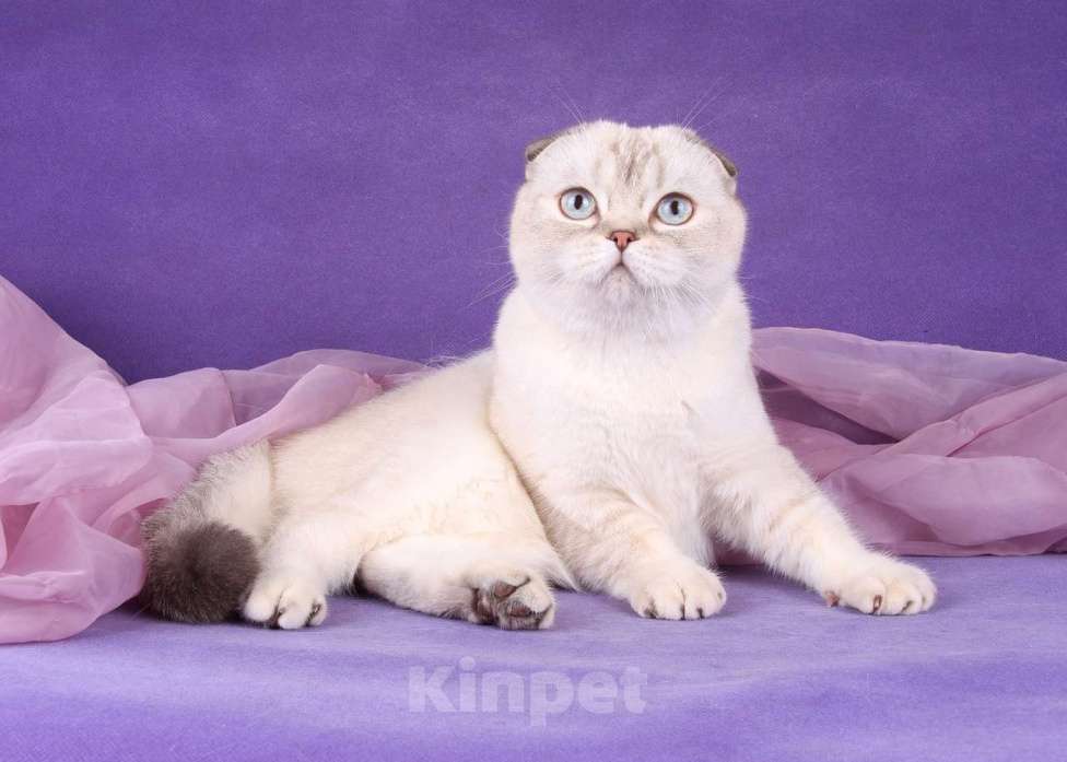 Кошки в Санкт-Петербурге: Скоттиш фолд кошечка Valery  Девочка, 35 000 руб. - фото 2