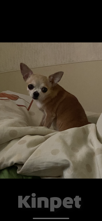 Собаки в Обнинске: Пропала собака, Пчелка, 12 лет. Просьба связаться, если есть информация  Девочка, 20 000 руб. - фото 4