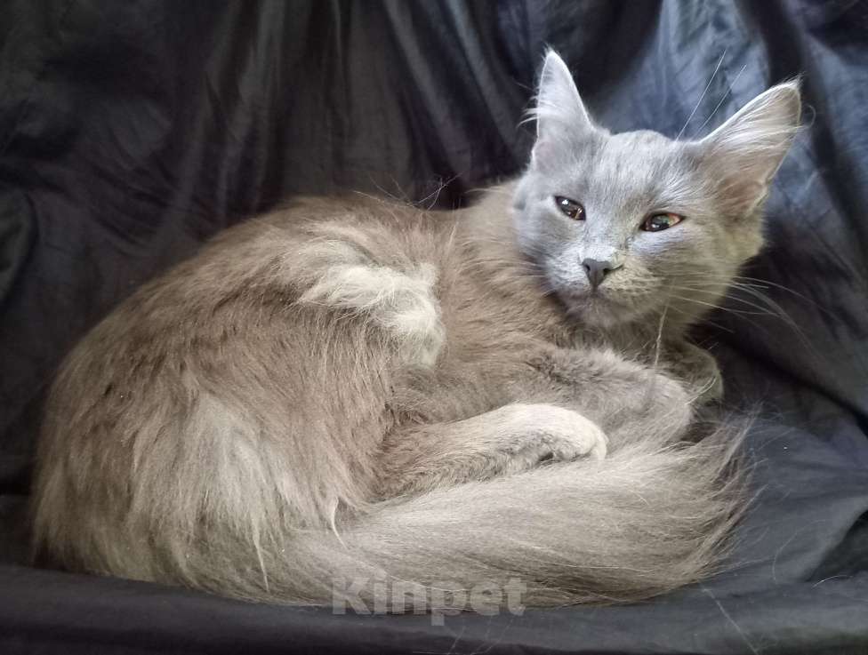 Кошки в Москве: 💛 СЛАВОЧКА  –  Активная  кошечка  ( родилась дома )  –  в  добрые  руки 💛 Девочка, 200 руб. - фото 7