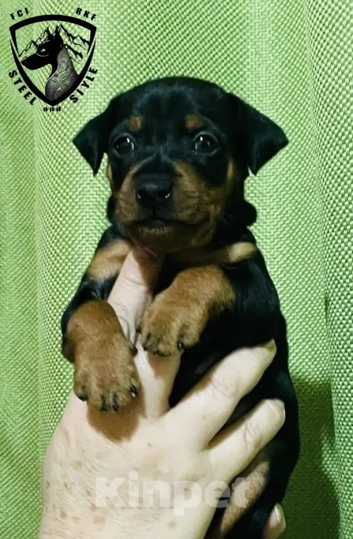 Собаки в Ялте: Великолепные щенки цверг пинчера Мальчик, 40 000 руб. - фото 2