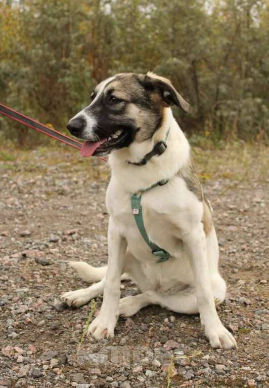 Собаки в Санкт-Петербурге: Белая леди - нежная, добрая собака-подросток Девочка, Бесплатно - фото 2