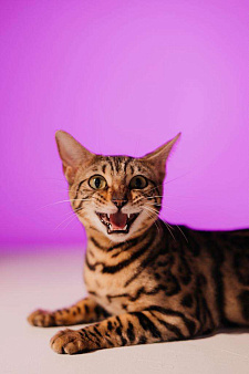 Объявление: Котята породы Бенгальская кошка, 25 000 руб., Новороссийск