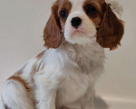 Собаки в других городах Московской области: Девочка кавалер Кинг Чарльз спаниель Девочка, 130 000 руб. - фото 3