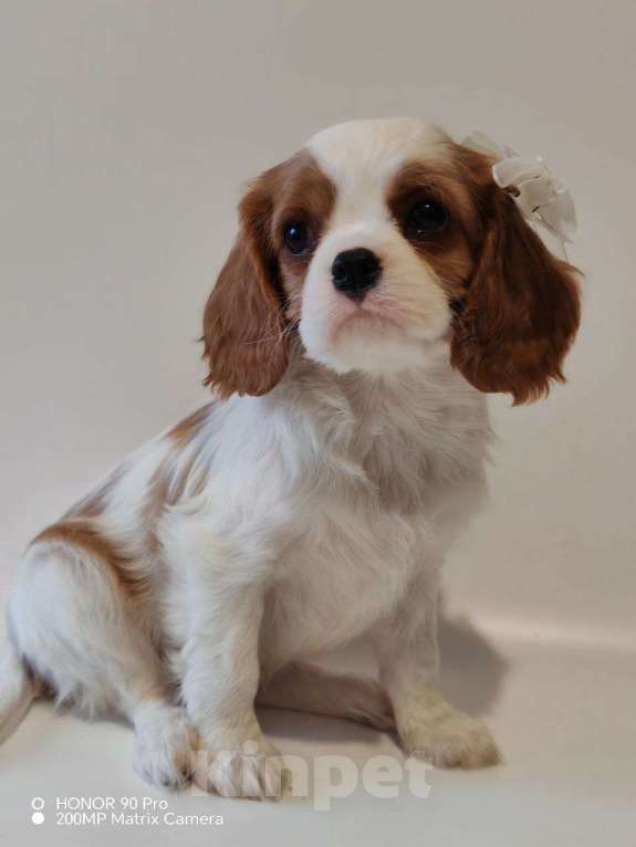 Собаки в других городах Московской области: Девочка кавалер Кинг Чарльз спаниель Девочка, 130 000 руб. - фото 3