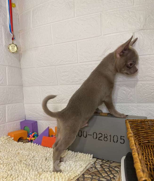 Собаки в Москве: Продаются чихуахуа лилового и шоколадного окраса Мальчик, 80 000 руб. - фото 1