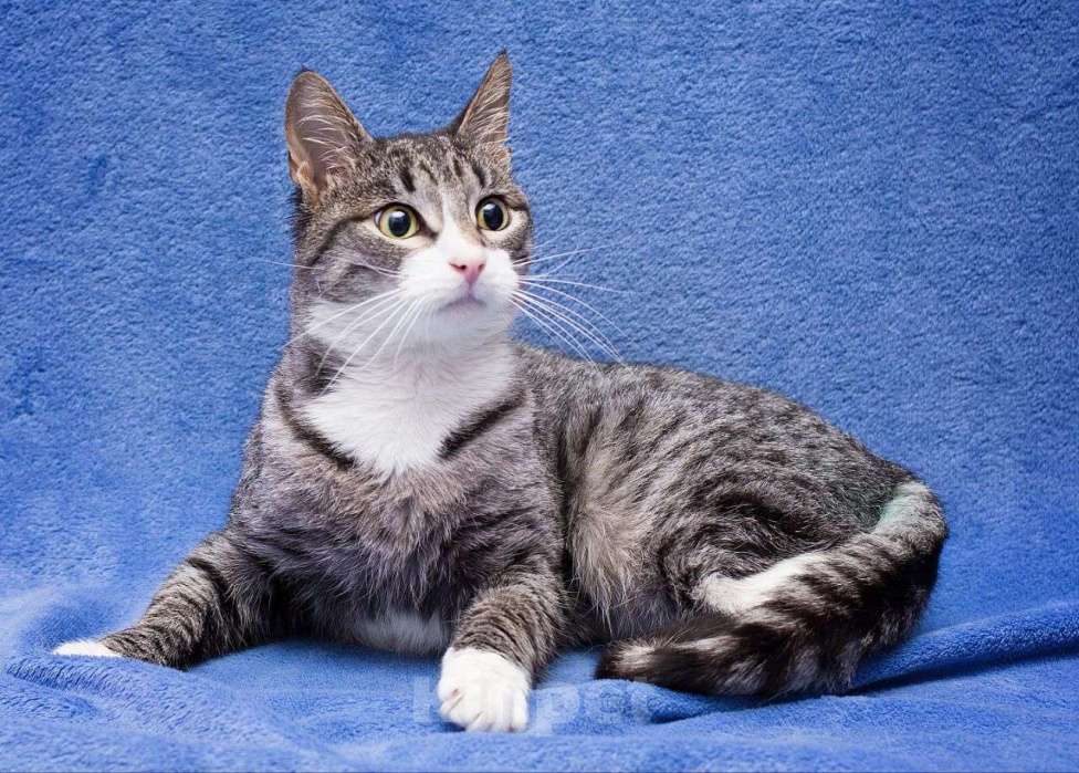 Кошки в Москве: Самый ласковый котик на свете Мальчик, Бесплатно - фото 2