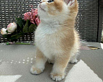 Кошки в Владивостоке: Котенок британской породы Мальчик, 90 000 руб. - фото 3