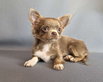 Собаки в других городах Московской области: Девочка чихуахуа д/ш Девочка, 50 000 руб. - фото 1