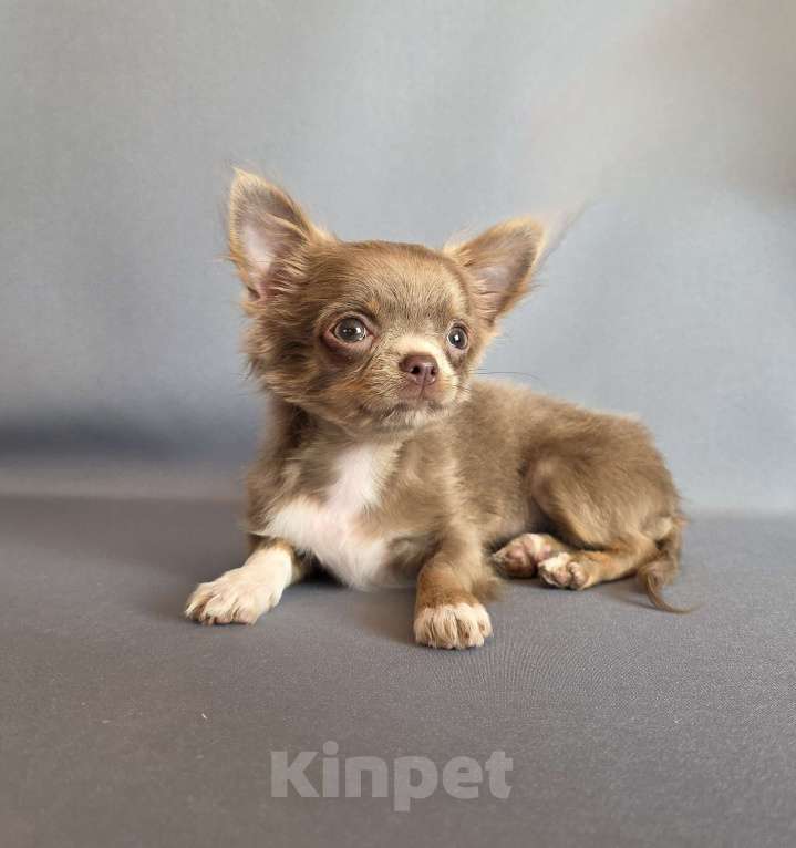Собаки в других городах Московской области: Девочка чихуахуа д/ш Девочка, 50 000 руб. - фото 1