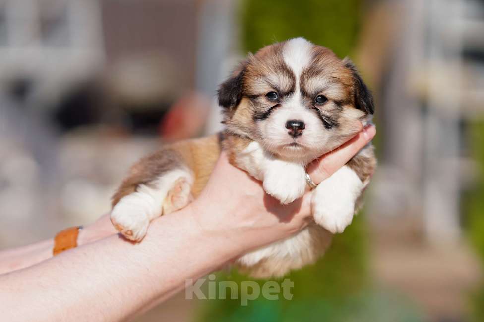 Собаки в Санкт-Петербурге: Щенки Вельш Корги Пемброк Мальчик, 60 000 руб. - фото 5