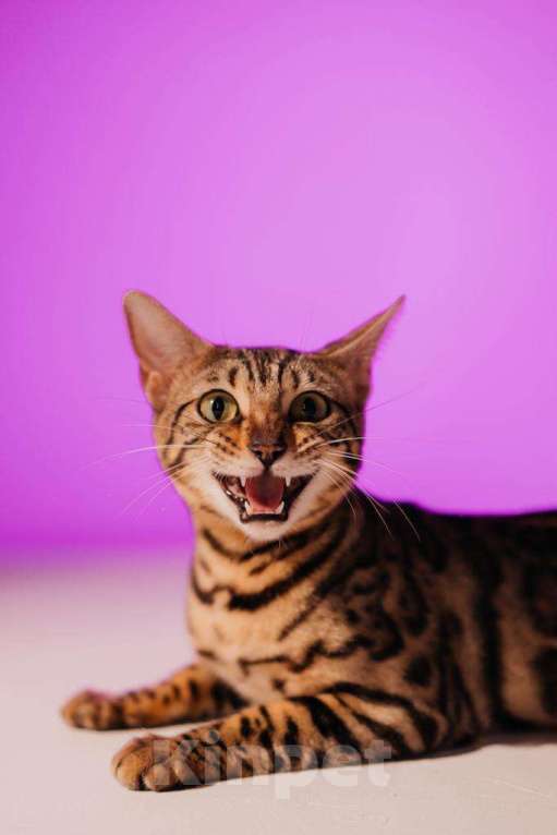 Кошки в Новороссийске: Котята породы Бенгальская кошка, 25 000 руб. - фото 1