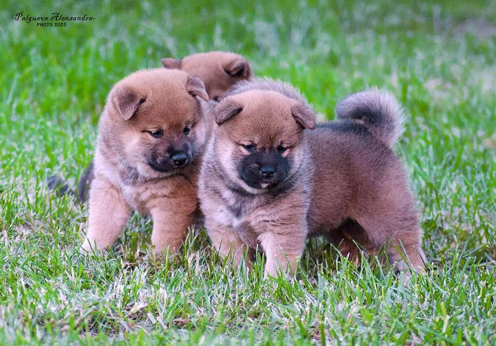 Собаки в Москве: Продаются щенки сиба ину от родителей чемпионов Мальчик, 80 000 руб. - фото 8