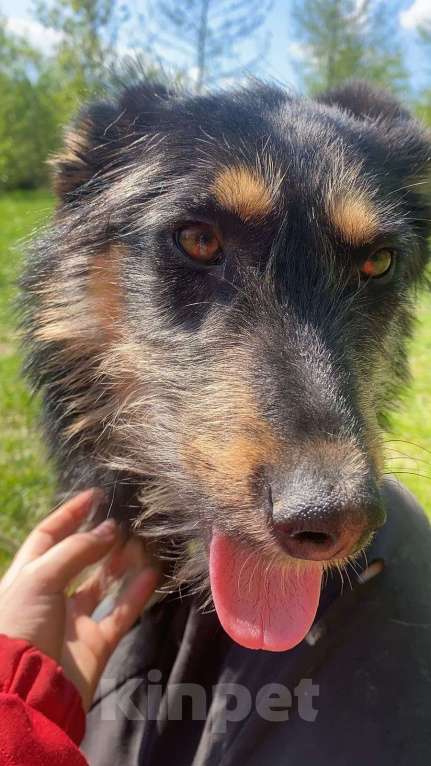 Собаки в Шатуре: Вишня и малинка  Девочка, Бесплатно - фото 9