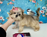 Собаки в Москве: Золотой йорк мини девочка бэби фейс Девочка, 85 000 руб. - фото 6