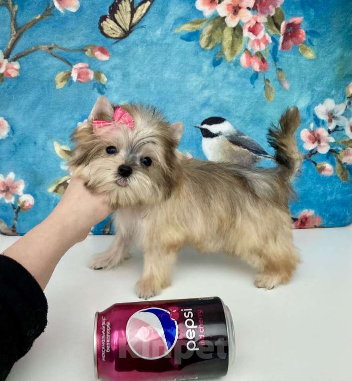 Собаки в Москве: Золотой йорк мини девочка бэби фейс Девочка, 85 000 руб. - фото 6