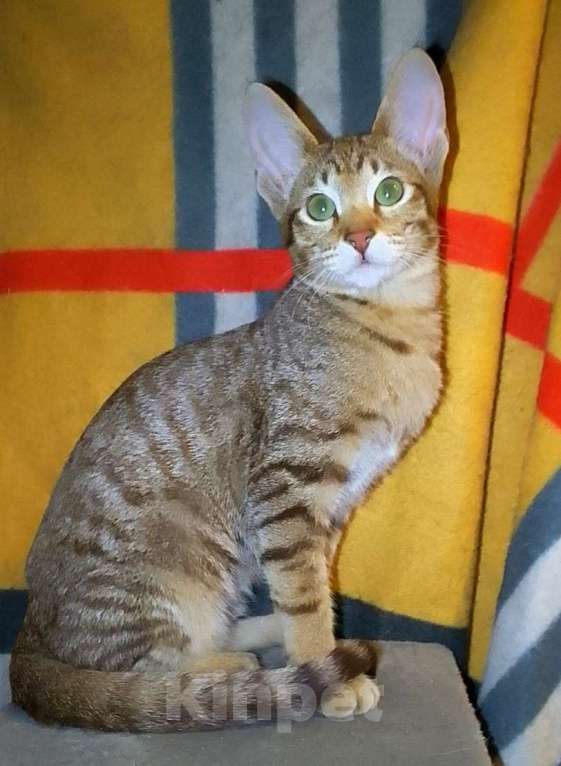 Кошки в Москве: Ориентальные котята  Девочка, 15 000 руб. - фото 4