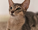 Кошки в Сочи: Абиссинский котенок  Девочка, 35 000 руб. - фото 3