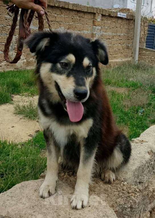 Собаки в Москве: Красивый уравновешенный пес Мальчик, 1 000 руб. - фото 1