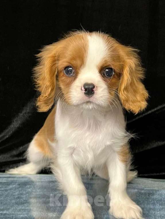 Собаки в Санкт-Петербурге: БЕСТ ИЛРЕАН КЕЛЬВИН Мальчик, 100 000 руб. - фото 1