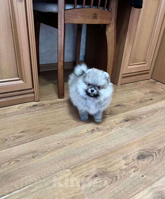 Собаки в Павловском Посаде: кремово соболиный мальчик померанского шпица Мальчик, 50 000 руб. - фото 2