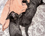 Кошки в Красноярске: Котята Мальчик, Бесплатно - фото 1