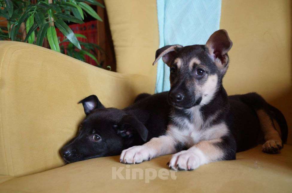 Собаки в Раменском: Грета ищет дом! Девочка, Бесплатно - фото 4