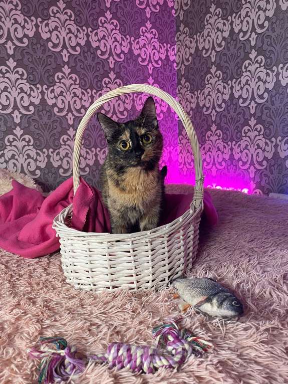 Кошки в Москве: Кошечка Сальма Девочка, Бесплатно - фото 2